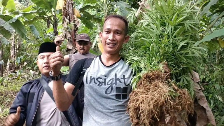 Polres Cianjur Temukan Ladang Ganja Siap Panen.