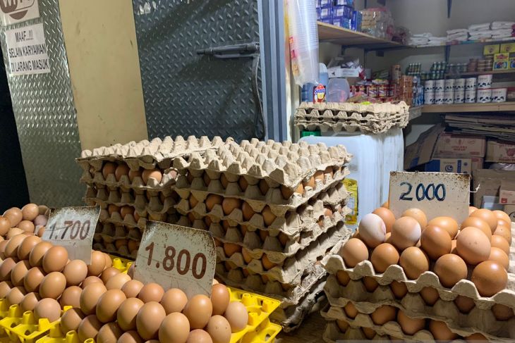 Ini Penjelasan Mendagri Tito Soal Tingginnya Harga Telur Ayam Ras Ini Penjelasan Mendagri Tito Soal Tingginnya Harga Telur Ayam Ras