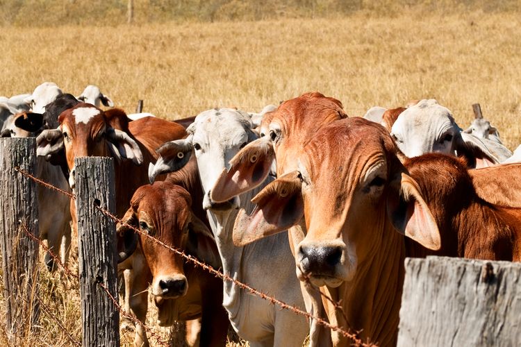 Gegara Penyakit Ini Impor Sapi Australia Ditunda Pemerintah