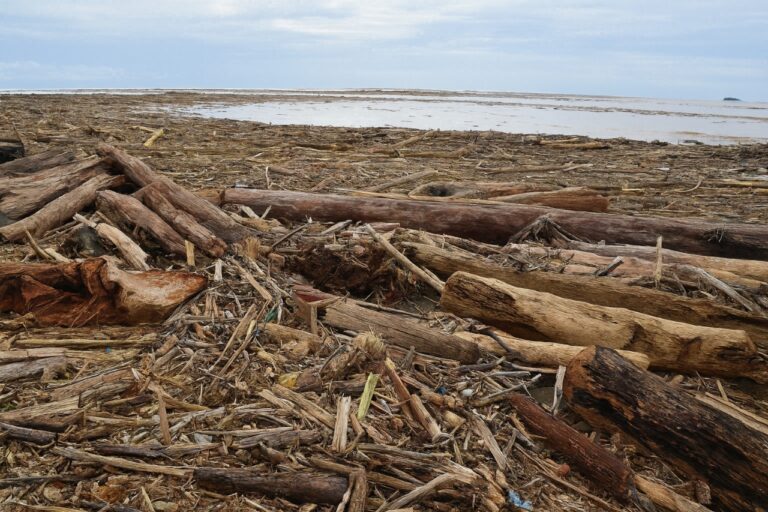 Kemenhut Dalami Kayu Gelondongan Hanyut: Ada Indikasi Aktivitas Ilegal