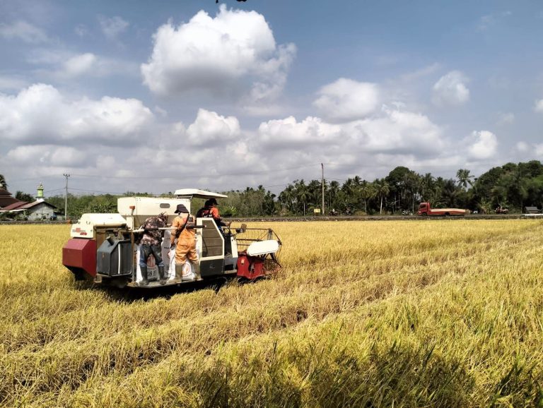 Panen Melimpah di PALI, Bukti Teknologi dan Penyuluh Jadi Kunci Produktivitas Petani